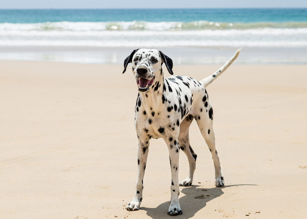 #5. Dalmatian